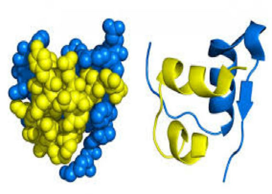 Biopharma米の細胞の表現のプラットホームの組換え蛋白質サービス基盤